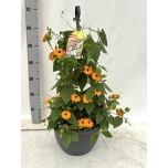 Thunbergia Tunbergia Suzie Orange White Eye 30cm