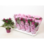 Celocia Deep Purple 12cm