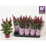 Celocia Mätashari Deep Purple 12cm