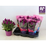 Celosia Deep Purple 17cm