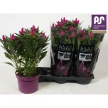 Celosia Mätashari deep purple 19cm
