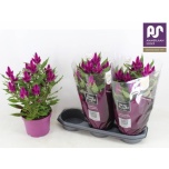 Celosia Mätashari deep purple 19cm