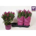 Celosia Mätashari deep purple 19cm
