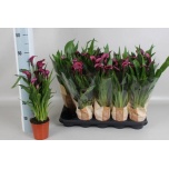 Zantedeschia Kalla Odessa 12cm