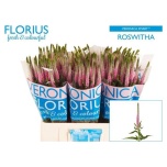Veronica Smart Roswitha 60cm