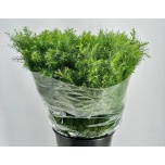 Cryptomeria Elegans 60cm (pk)