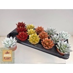 Echeveria Soomuslehik Miranda 8,5cm