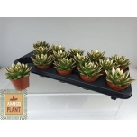 Echeveria Soomuslehik Miranda 8,5cm