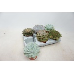 Echeveria Soomuslehik 10,5cm