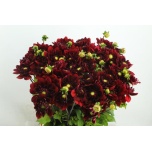 Dahlia Daalia Red Runner 50-55cm