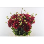 Dahlia Daalia Red Runner 55cm