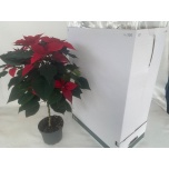 Euphorbia pulch Jõulutäht bella italia 19cm