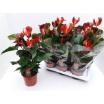 Anthurium Flamingolill Dynamite Red 17cm