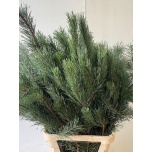 Pinus Alaska 100cm pk