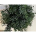 Pinus Alaska 65cm tk