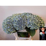 Hydrangea Hortensia Magic Revolution 60cm*5