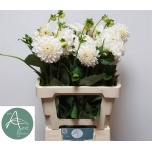 Dahlia Daalia Ball Boom Bo White 60cm