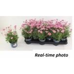 Argyranthemum frutescens cymbals light pink 10,5cm