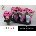 Euphorbia pulch Jõulutäht Princettia Hot Pink 12cm