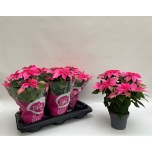 Euphorbia pulch Jõulutäht Princettia Hot Pink 14cm