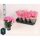Euphorbia pulch Jõulutäht princettia hot pink 10,5cm