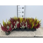 Calluna vulg Kanarbik garden girls trio girls 11cm