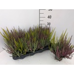 Calluna vulg Kanarbik garden girls trio girls 12cm