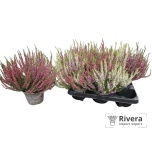 .Calluna vulgaris garden girls trio girls 13cm