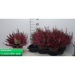 Calluna vulg Kanarbik garden girls trio girls 17cm
