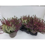 Calluna vulg Kanarbik garden girls trio girls 19cm