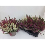 Calluna vulg Kanarbik garden girls trio girls 19cm