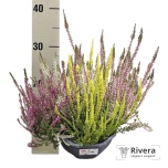 Calluna vulg Kanarbik garden girls trio girls 21cm