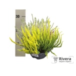 Calluna vulg Kanarbik garden girls trio girls 21cm