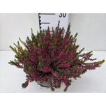 Calluna vulg Kanarbik garden girls trio girls 23cm