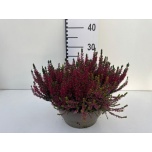 Calluna vulg Kanarbik garden girls trio girls 23cm