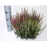 Calluna vulg Kanarbik garden girls trio girls 23cm