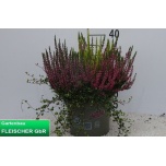 Calluna vulg Kanarbik garden girls trio girls 23cm