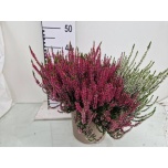 Calluna vulg Kanarbik garden girls trio girls 24cm