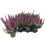Calluna vulgaris garden girls trio girls 10,5cm