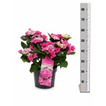 Hydrangea Hortensia macr teller nizza 23cm