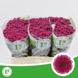 Chrysanthemum SANTINI Calimero Pink Dark*25