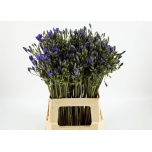 Triteleia Suvitähik Blues 65cm