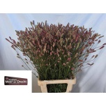 Sanguisorba pink tanna 80cm