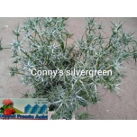 Eryngium Ogaputk Ov 90cm