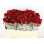 Roos 50cm Burgundy (Tinaw Flower)*80