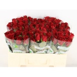 Roos 70cm Burgundy (Tinaw Flower)