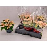 Euphorbia pulcherrima premium picasso 13cm