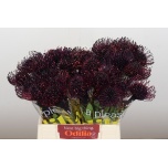 Leucospermum Nõelakera paint Naomi 40cm*5