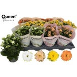 Kalanchoe Kalanhoe double rose flowers mixka 10,5cm