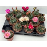 Gymnocalycium baldianum 8,5cm